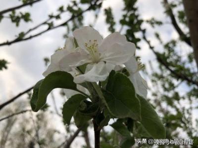 桃花带财是什么意思