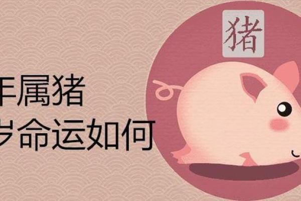 属猪男孩的命运解析：幸福与成功的指南