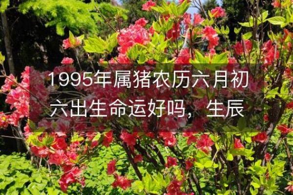 探秘1995年出生者的命运与性格特征解析