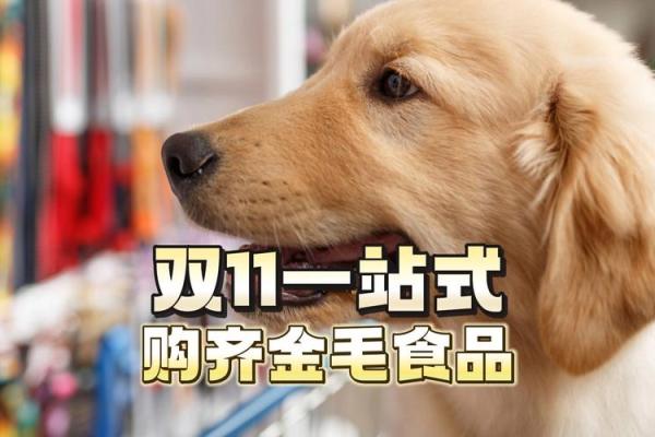 适合养金毛犬的人群分析：你的性格与金毛的完美搭配！