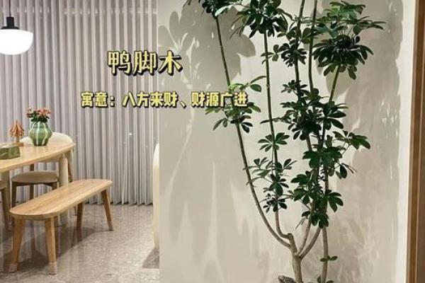 如何为木命居家打造完美客厅植物环境？