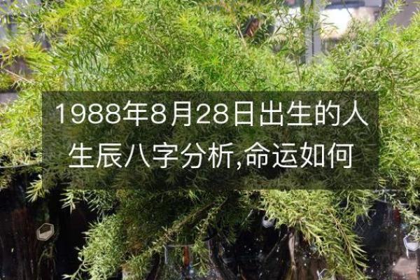 80年冬月12日出生者的命理解析与人生启示