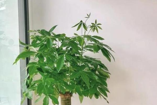 火命人士适合养什么植物？四种植物助你提升运势与福气！