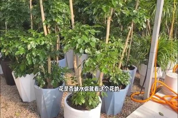 命理与花卉：解析热爱养花人的背后故事