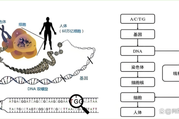 命带残疾的转世之谜：探索灵魂轮回的深度奥秘