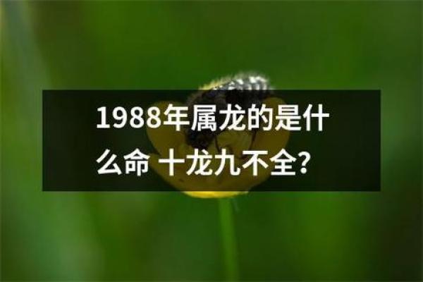 探索2000年属龙人的命运与人生之路