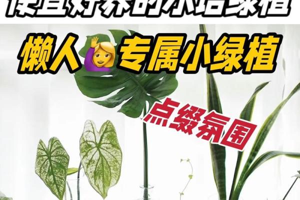 弱水命的人适合养哪些植物？揭秘五种最佳选择！