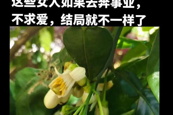 夏天出生的人命理解析：阳光下的生命能量与性格特质