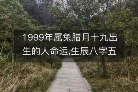 1998年阴历属兔人的命运与性格解析