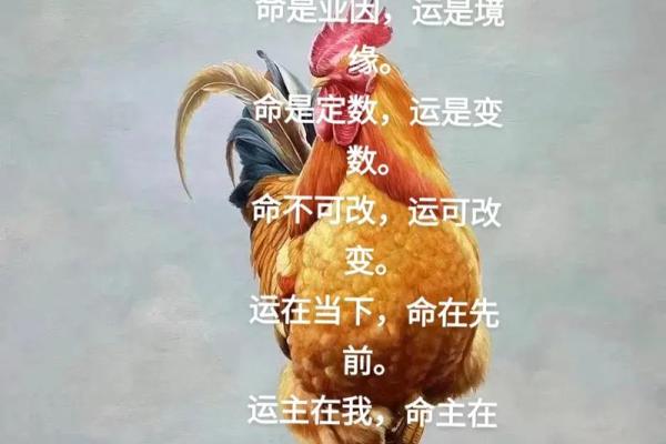 零命与一命一斗的区别：破解命与运的奥秘