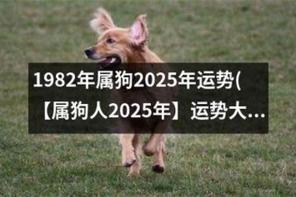 属狗人士在2023年的运势与佩戴物品推荐！