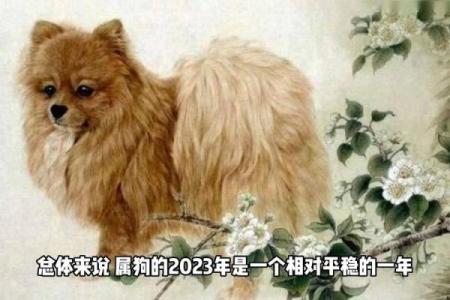 属狗人士在2023年的运势与佩戴物品推荐！