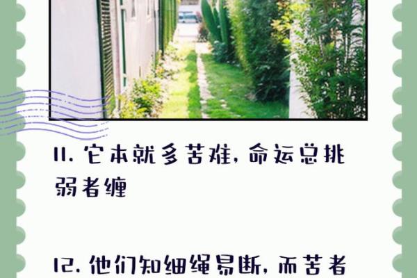 生活的苦涩：探索为何我们总被命运捉弄的秘密