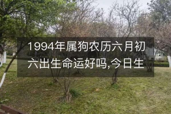 1994狗年出生的人命运解析与性格特征