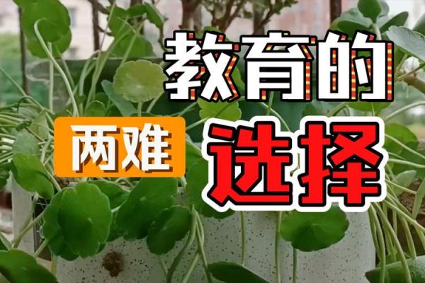 清官被贬的背后：道德与责任的两难抉择