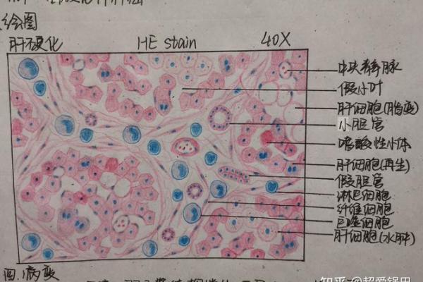 探秘五两七两命：命理中的玄机与人生启示