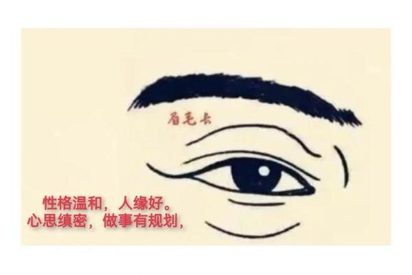 眉毛长的人命运分析：解读眉毛与人生的奥秘