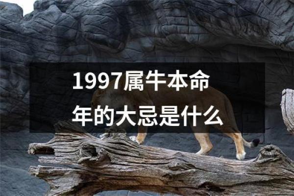 2021牛年本命年解析：运势、性格与命理深度解读