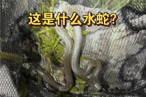 水蛇命取名禁忌解析：如何为水蛇命孩子起一个吉利名字？