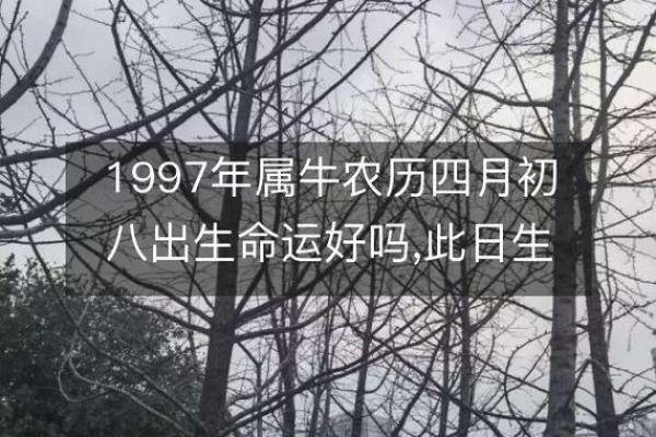 1997年出生的人：属牛，木命的特征与命运解析