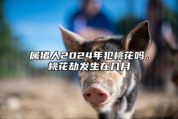 2023年属猪人运势分析：福禄双全的命运之路