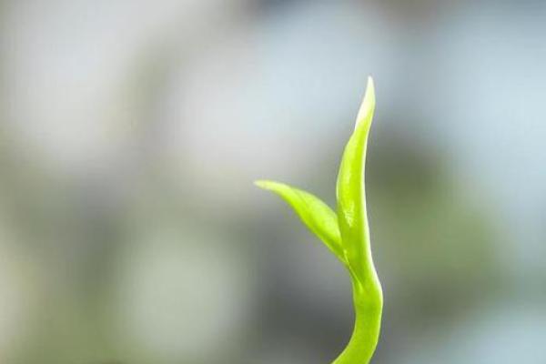 00后成长的独特命运:探寻未来的希望与挑战 00后成长的独特命运:探寻未来的希望与挑战