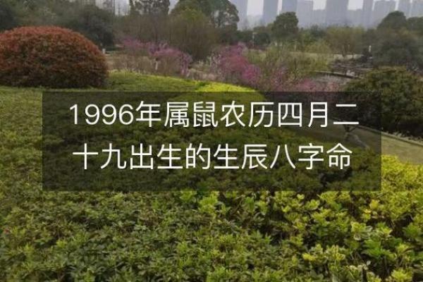 属鼠1996：命运与性格的完美结合，探索属于你的光辉未来！