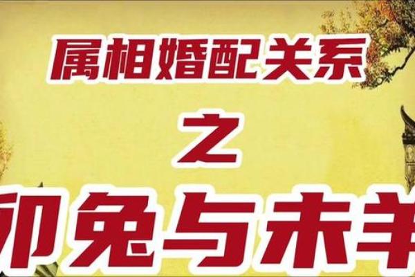 2019年属兔人的命运解析与生活智慧分享