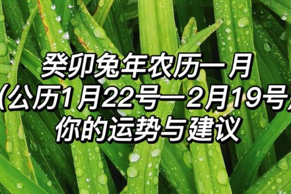 2011年兔年是什么命？解读兔年的命理与运势