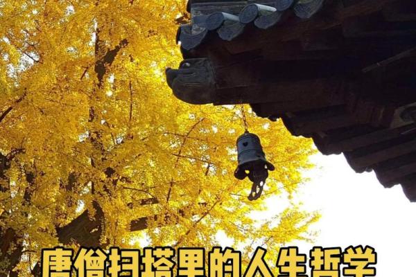 2019年命主解析：如何利用生肖运势提升人生智慧与幸福感