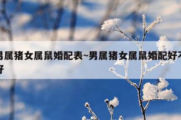 1996年鼠年出生的命运解析：事业、爱情与性格的全方位探讨