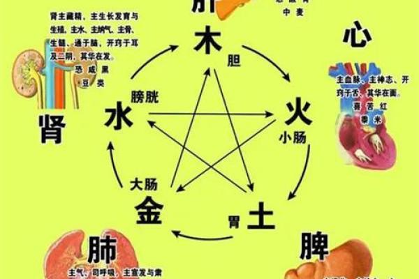 巽命与坤命解析：从五行角度看人生的不同命运