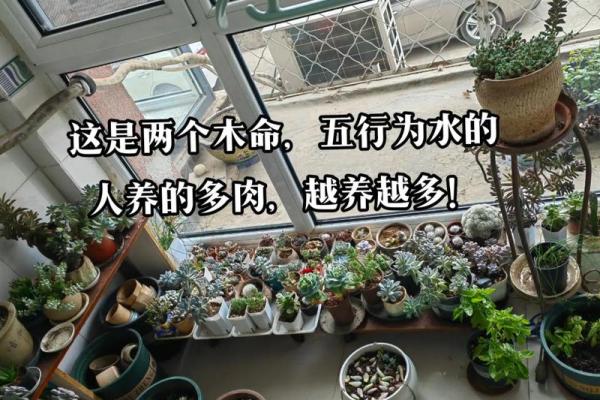 火命如何通过选择物品来增强土命的能量与运势