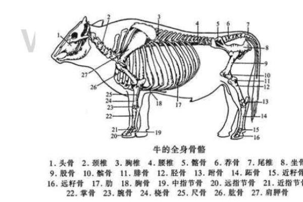 205块骨头的秘密：你身体的神奇构造与健康之道