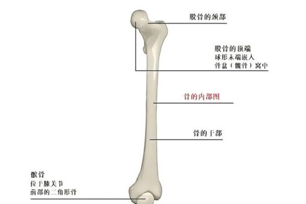 205块骨头的秘密：你身体的神奇构造与健康之道