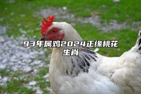 属鸡人2023年命理分析：五十一岁的转折与机遇