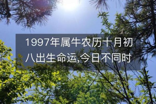 1997年属牛的人命运解析：性格特点与生活指导