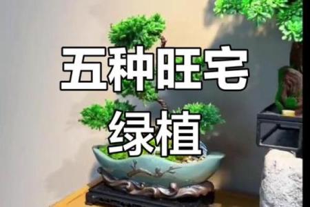 水命人士适合摆放哪些植物？提升运势的小秘诀