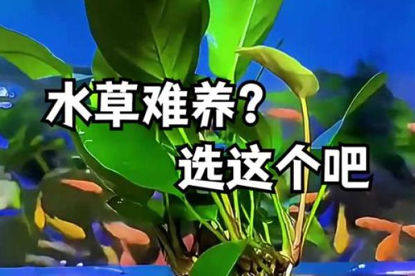 大海水命之人最喜爱的植物推荐与选择