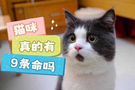 猫咪的七条命与九条命的奇妙传说