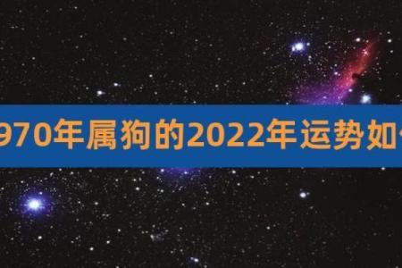 2023年属狗人的命运解析：挑战与机遇并存