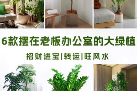 火命之人招财秘诀：养什么植物才能旺财旺运？