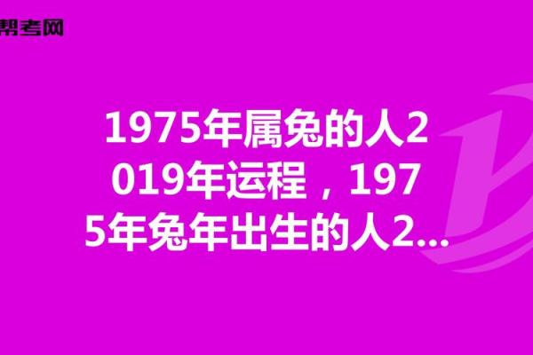 2018年属兔人的命运与运势解析：机遇与挑战并存的旅程