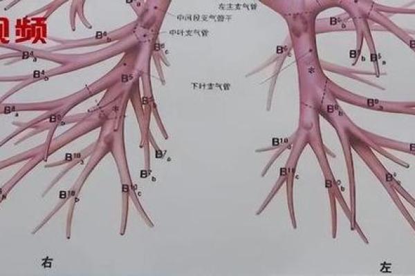 为何感冒也可能致命？浅析其背后的危险与预防措施