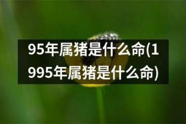 2019年出生属猪的命运解析：如何发挥优势、避开劣势！