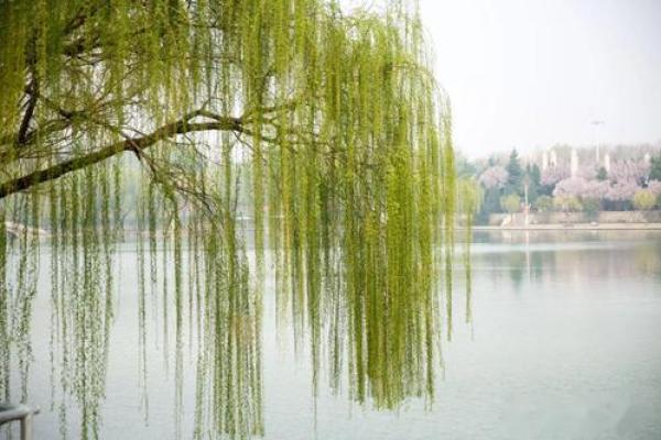 四月十八日：春意盎然的节日与命运的启示