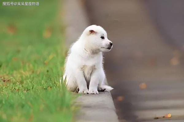 揭秘属狗正月出生的人命运与性格特点