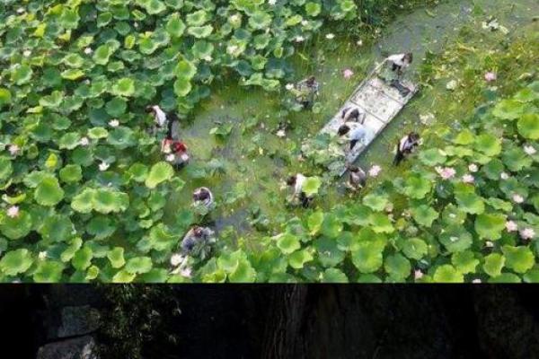 杨柳木命：与之相配的五行之道与生活智慧探寻