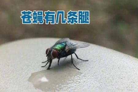 苍蝇为何生命力顽强？揭秘小生物的不屈之路！