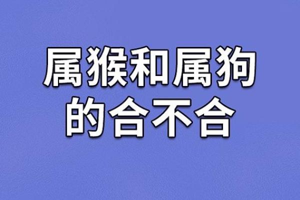 1987年属狗人的命运 风雨兼程，勇往直前的生活哲学